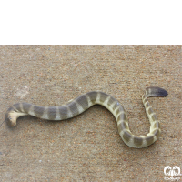 گونه مار دریایی کوتاه Short Sea Snake